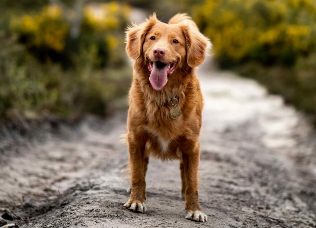 Canine Joint Formula